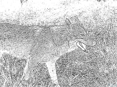 loup Coloriages À Imprimer